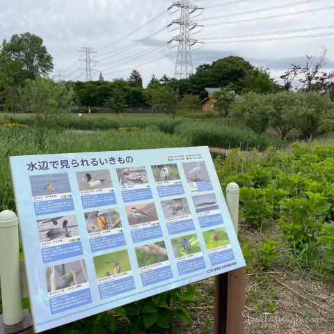 イイナパーク川口　水辺のいきもの